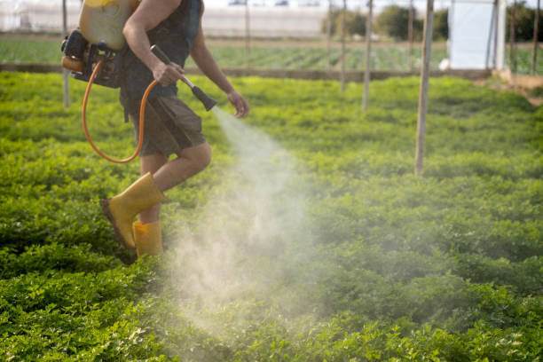 Best Wasp Removal Services  in Surprise, AZ