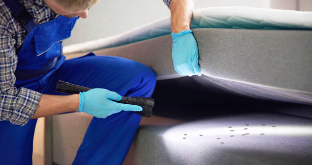 Pest Prevention Services in Surprise, AZ