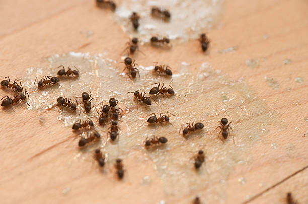Trusted Surprise, AZ Pest Control Experts